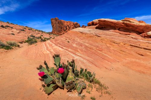 Hot day in the Valley of Fire, Nevada