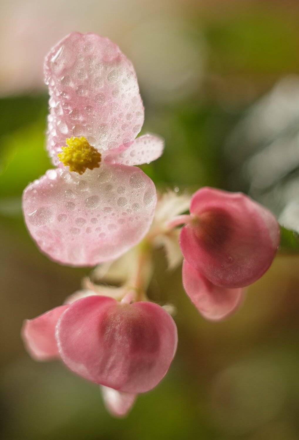 , Николай Андреев