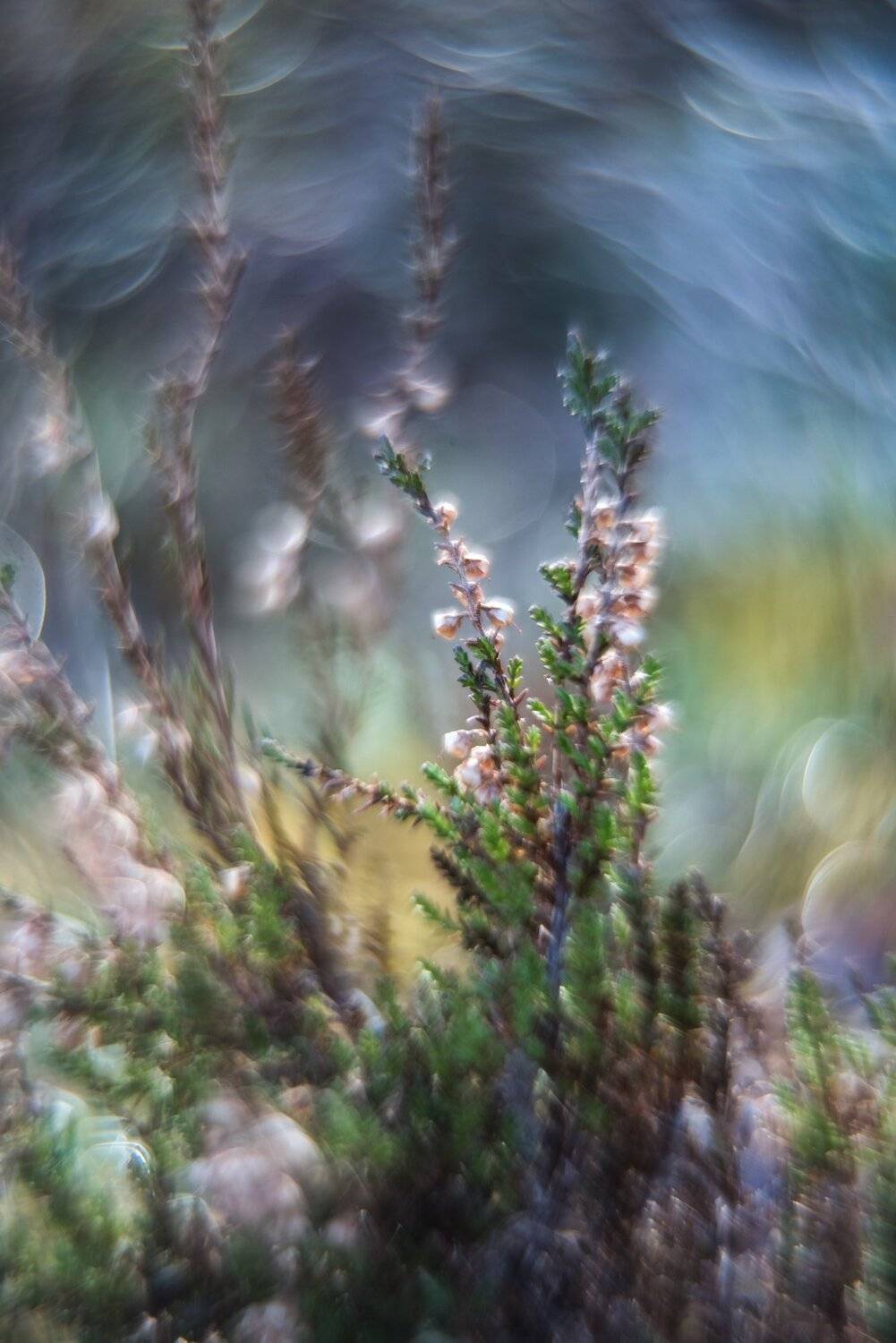 helios 44-2, macro, colours, plants, light, swirly bokeh,, Sylwia Grabinska