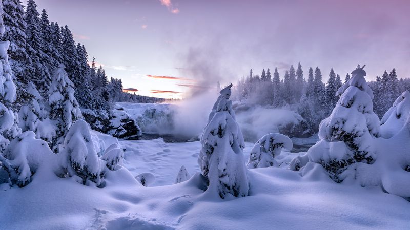 winter, sweden, snow, pink, trees, landscape Colors of winter фото превью