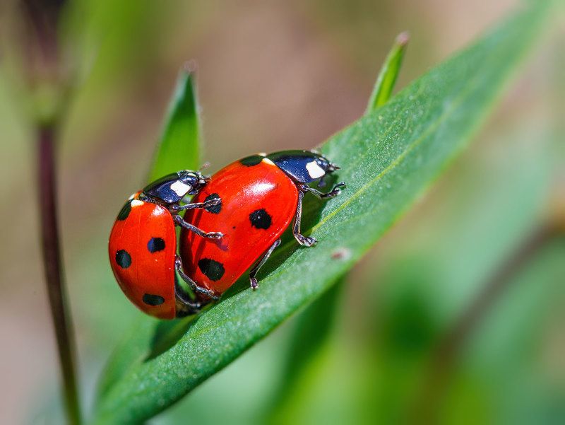 Весна, однако... фото превью
