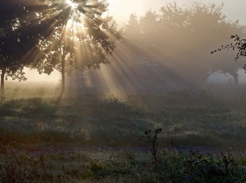 утро,свет,минск ... фото превью