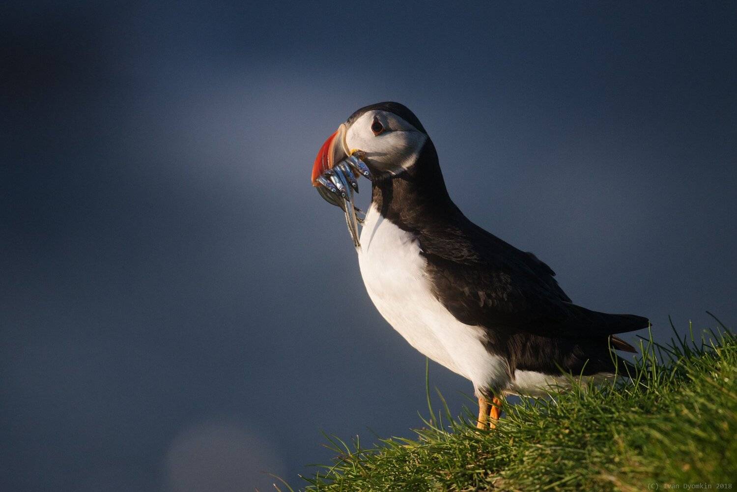 , Иван Дёмкин