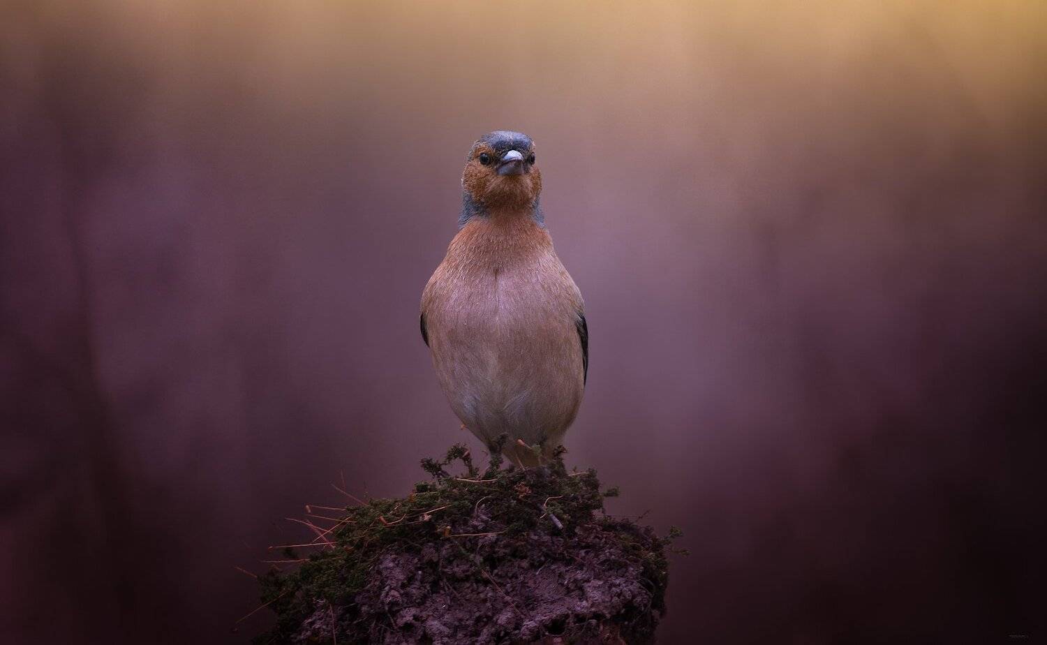 природа, лес, животные, птицы, Дмитрий Посевич