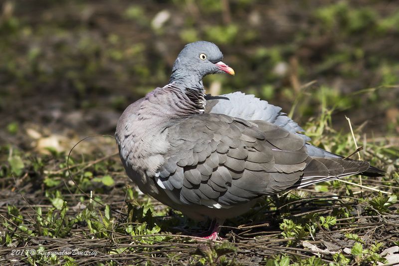 Вяхирь фото превью