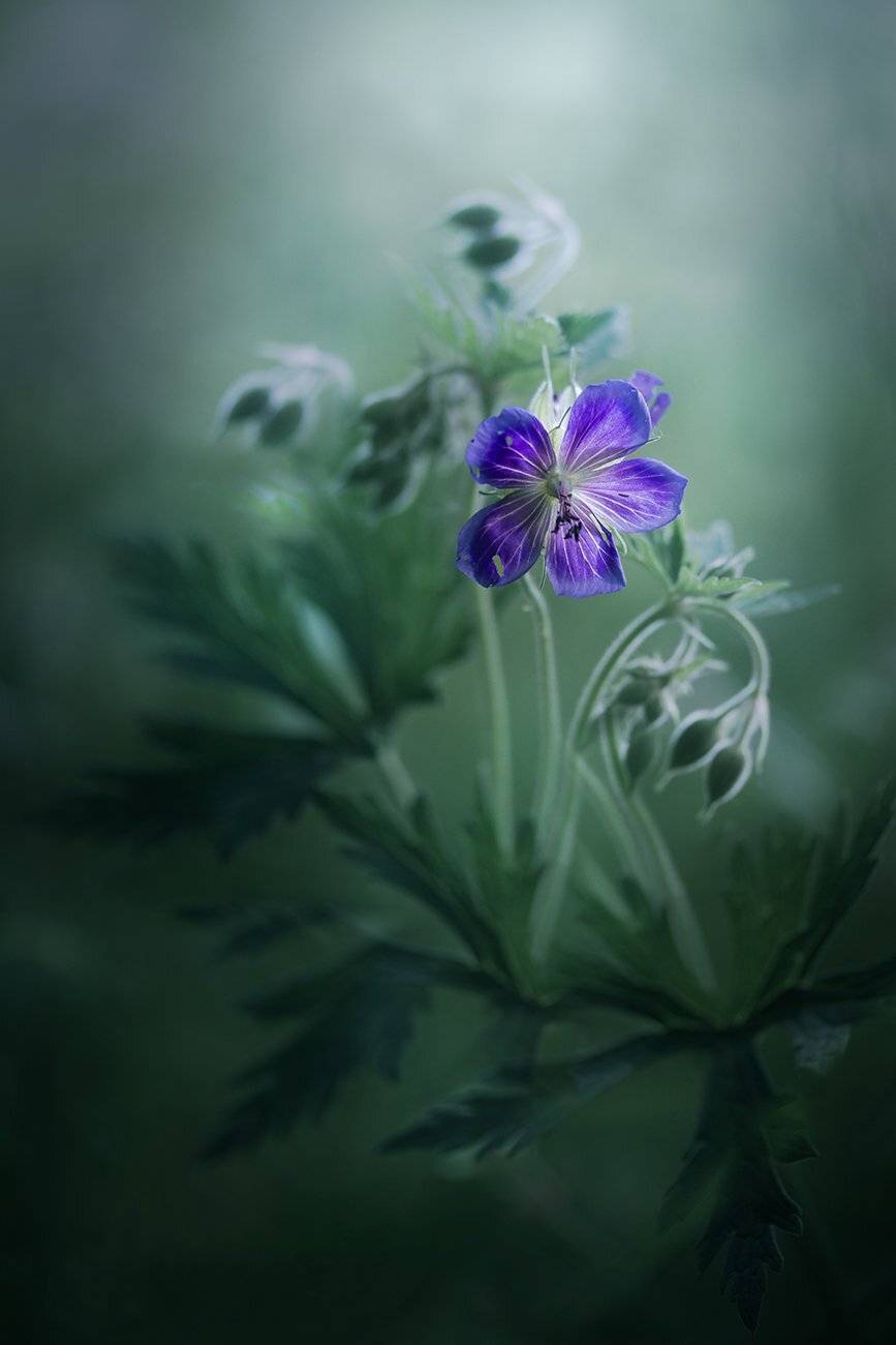 , Елена Рубинская