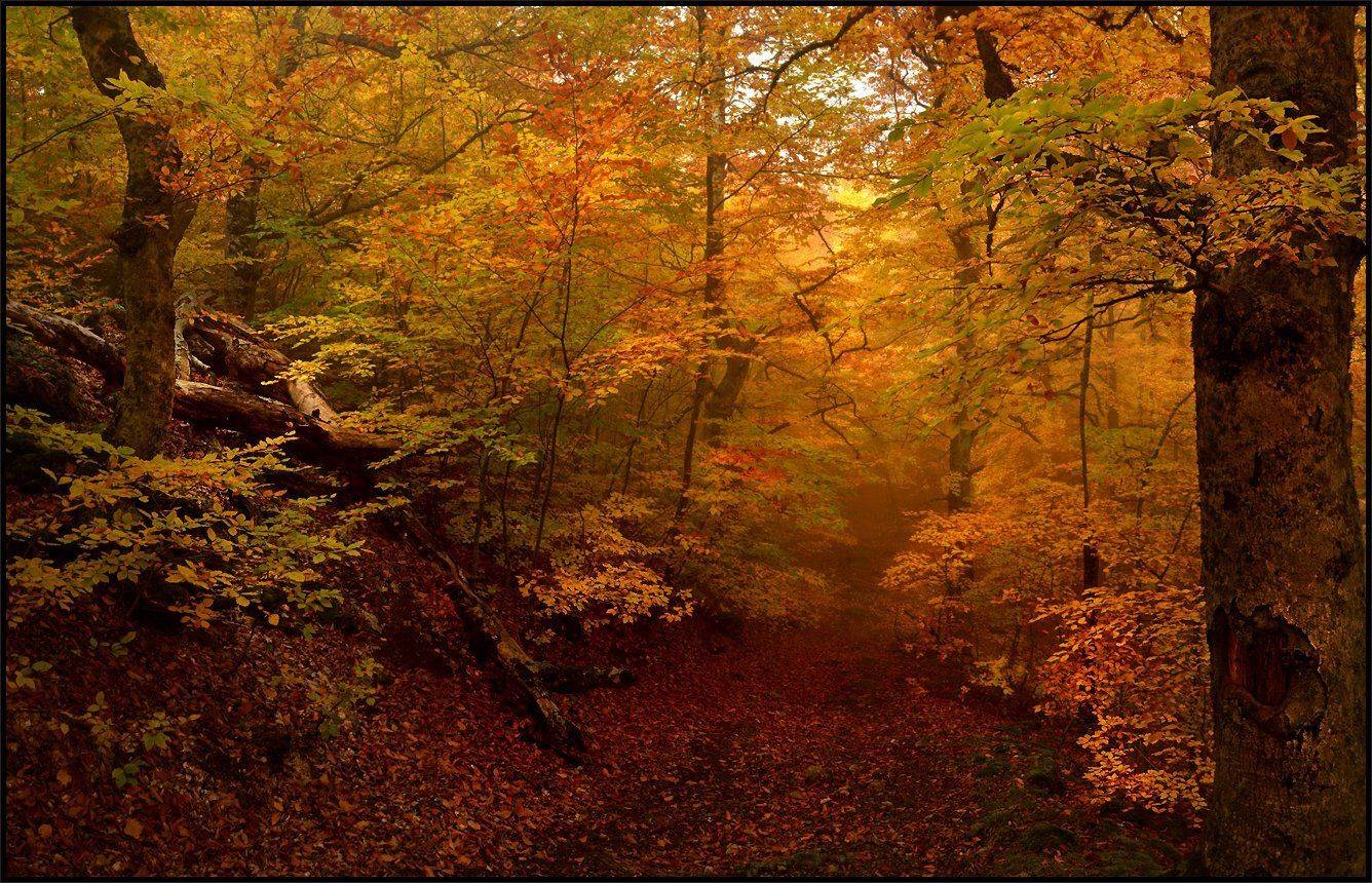 , Владимир Метцгер