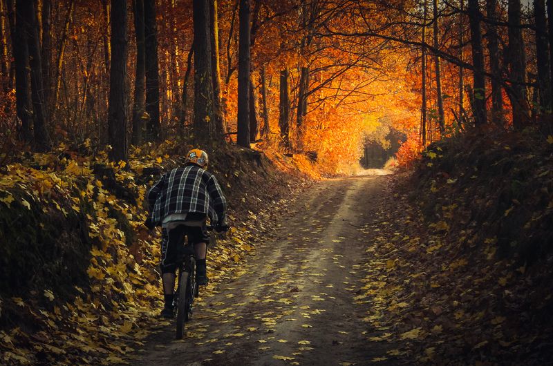 ride, autumn, road, bike, forest, вело, лес Золото осени фото превью