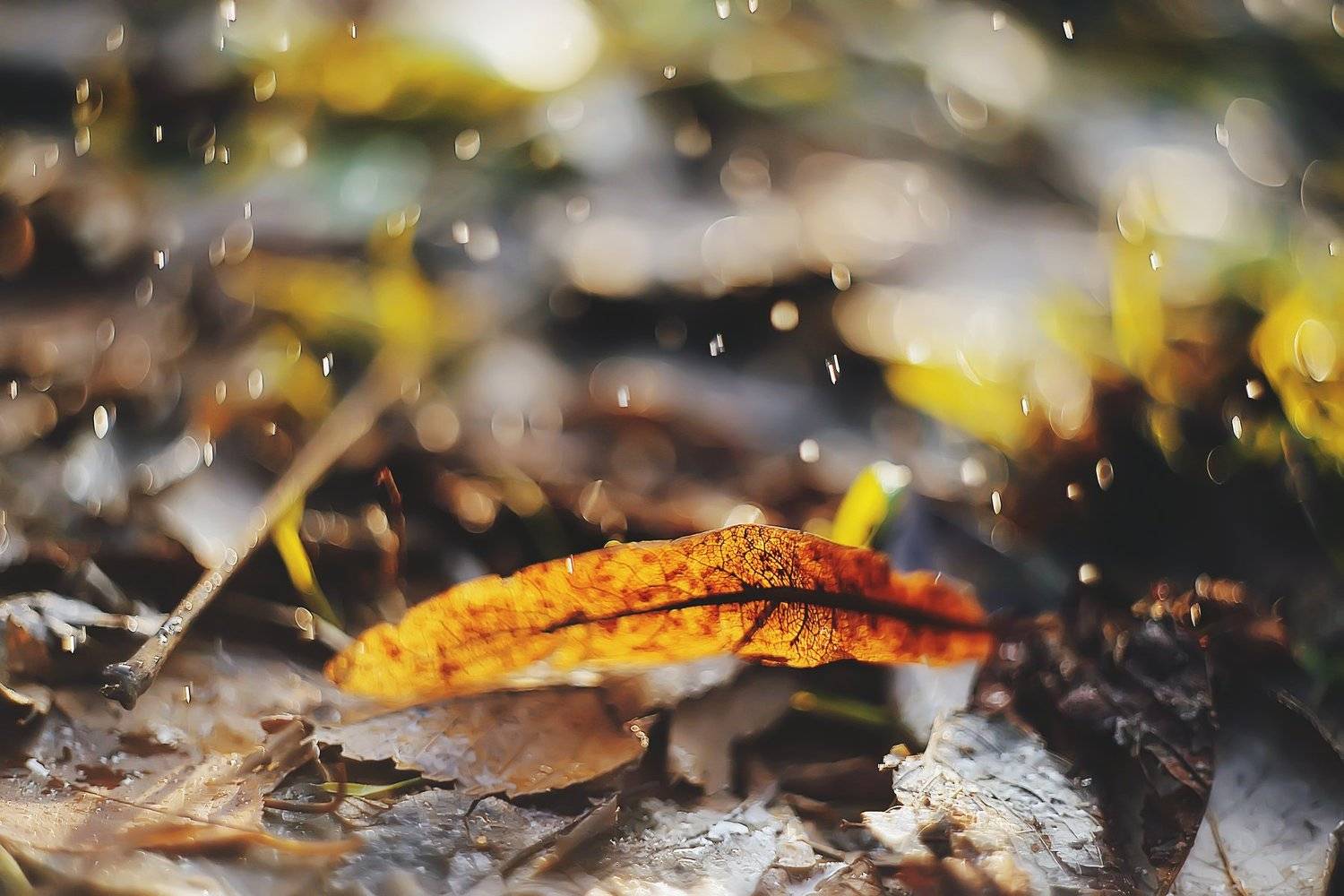 , Анастасия Колесникова