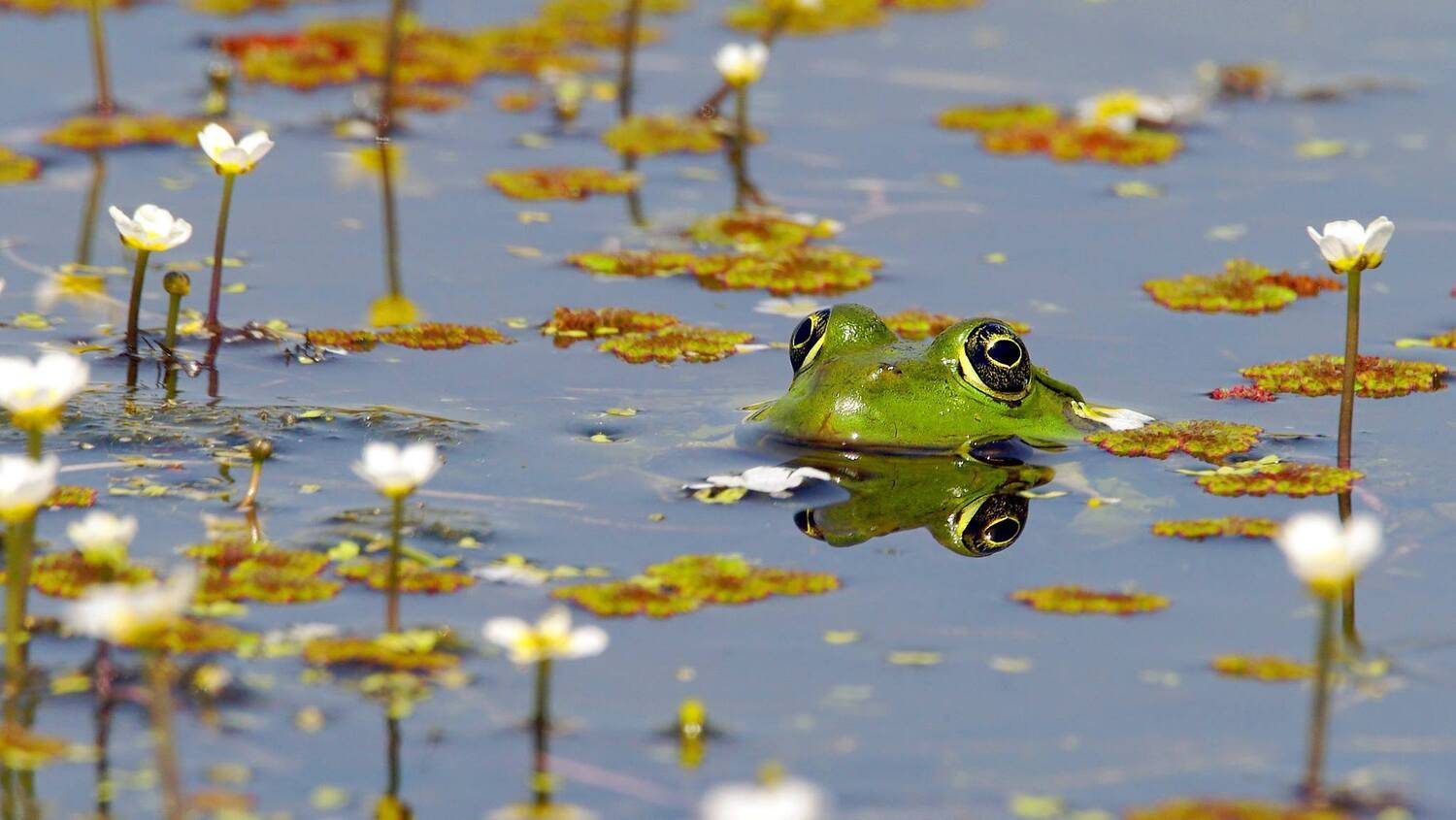 , Илья Бышнёв
