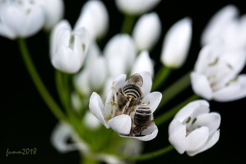 , Игорь ФУММ