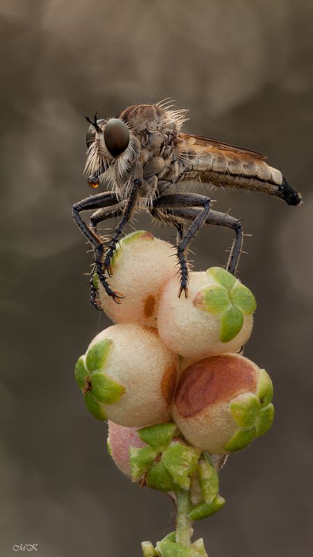 ктырь, asilidae, robber fly Братан фото превью