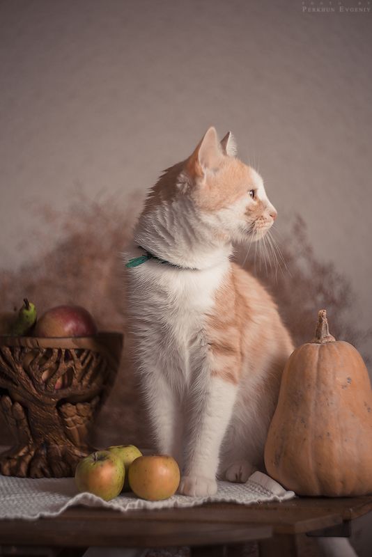 натюрморт, кот, мильфей НатюрКОТ фото превью