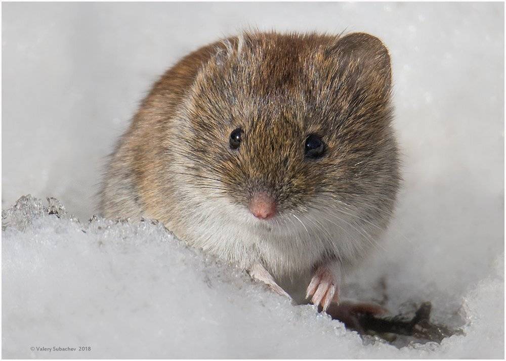 , Валерий Субачев