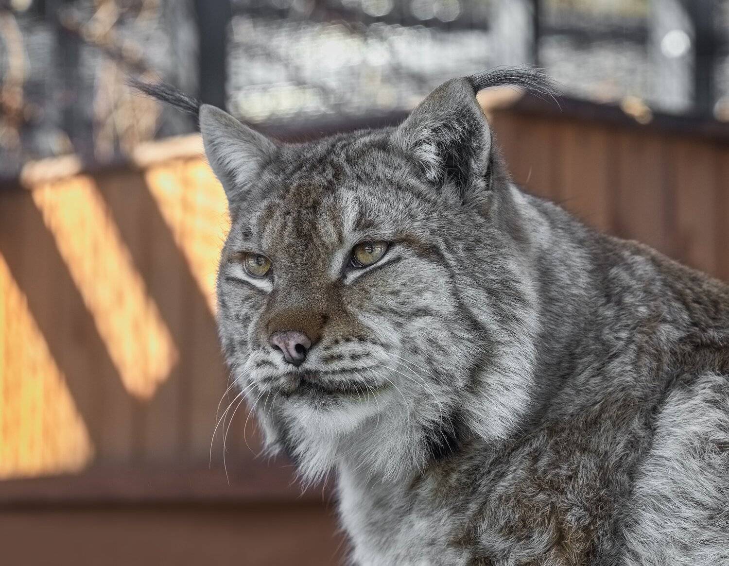рысь, Олег Богданов