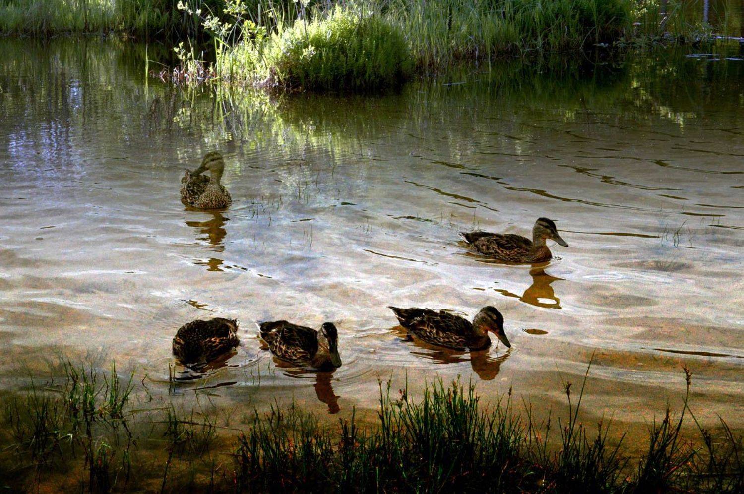 весна, утка, природа, Rimantas Petrikas