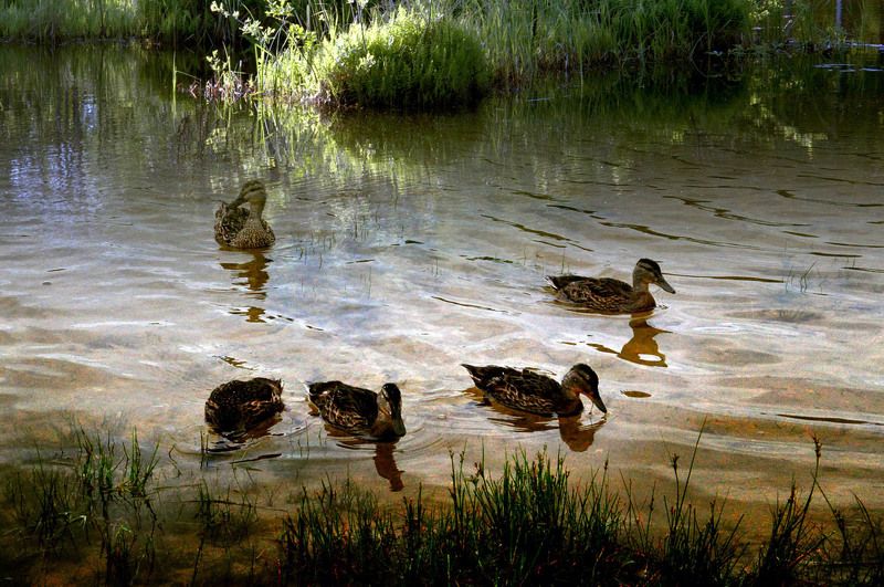 весна, утка, природа весна фото превью