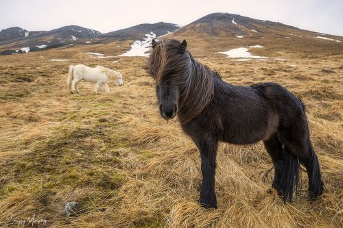 Rainy morning portrait. Icelandic horses.