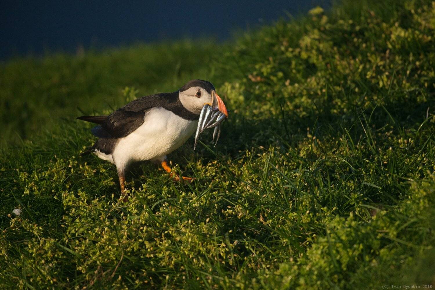 , Иван Дёмкин