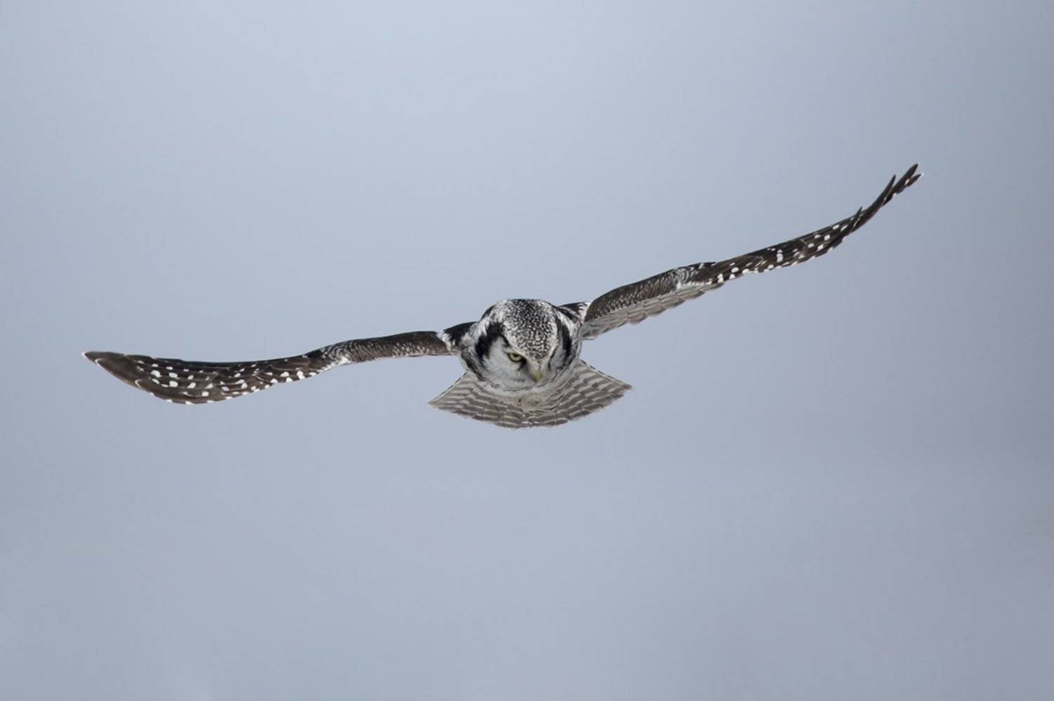 , Иваненко Светлана