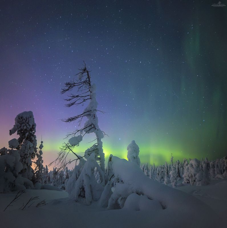 кандалакша Лесная симфония фото превью