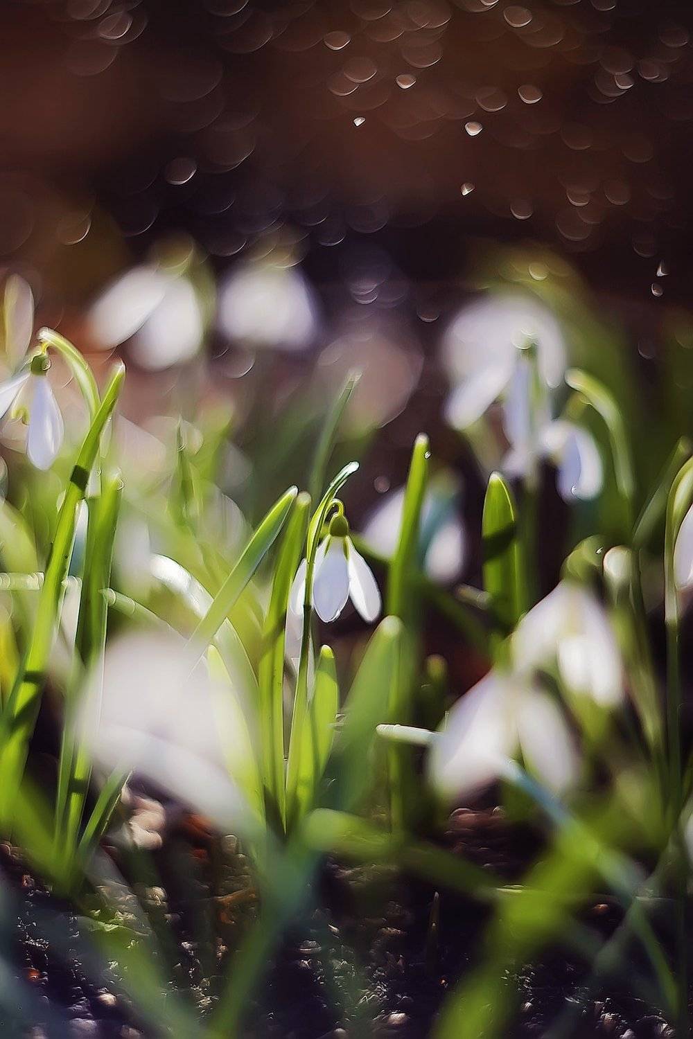 , Анастасия Колесникова