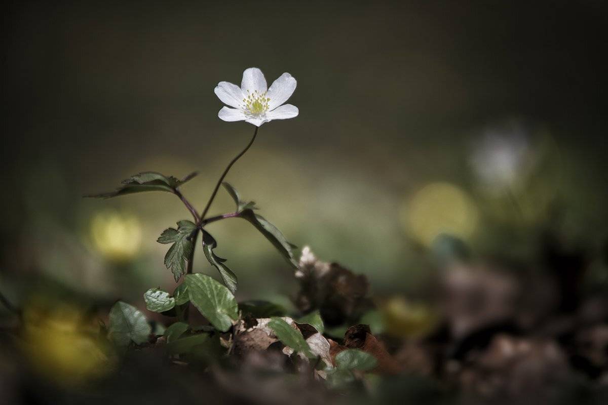 , Nicolae Fanurie Chirobocea