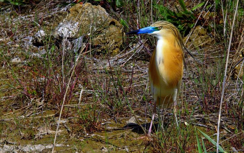 Жёлтая цапля. фото превью