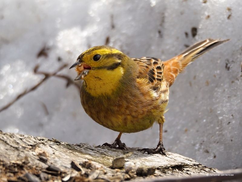 овсянка, обыкновенная овсянка, emberiza citrinella, птицы,  природа Овсянки прилетели фото превью