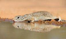 Земляная Белка на водопое -Mexican ground squirrel