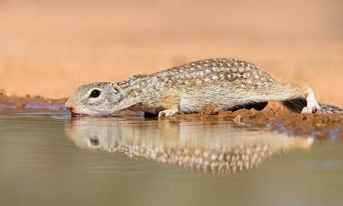 Земляная Белка на водопое -Mexican ground squirrel