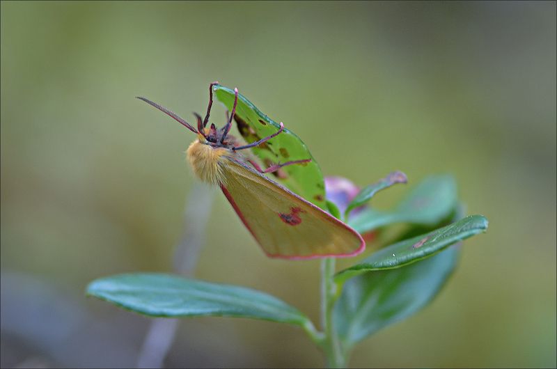 мотылёк Медведица луговая фото превью