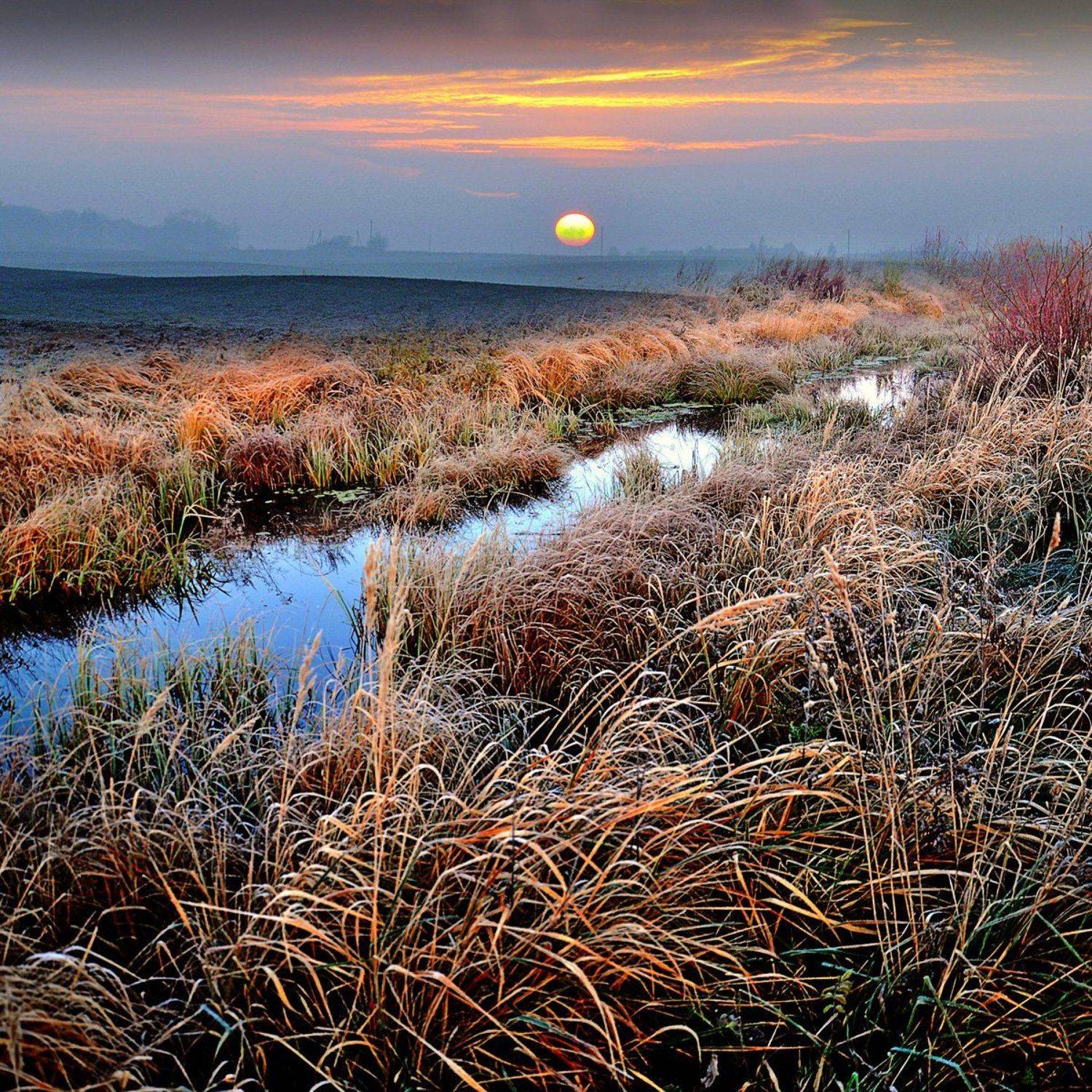 утро, Rimantas Petrikas