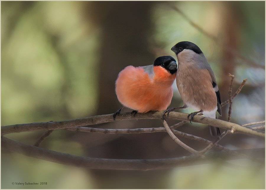, Валерий Субачев