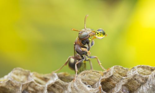 Wasp Blowing Water Bubble 180410A