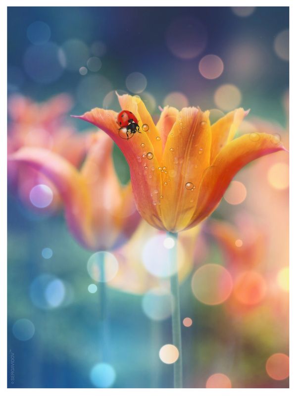 ****** фото превью