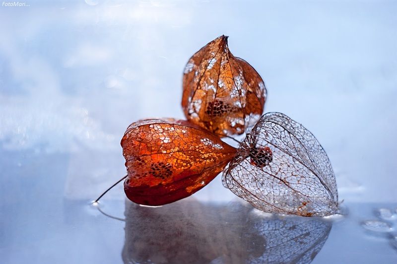 макро,весна,взгляд,физалис, Физалис. фото превью