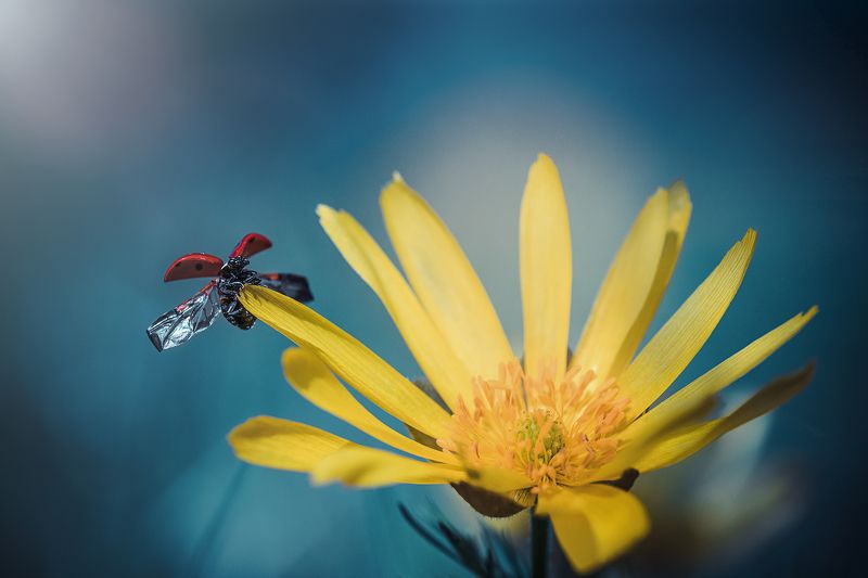 *** фото превью