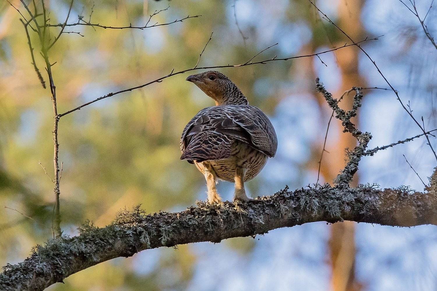 , Андрей Шимчук