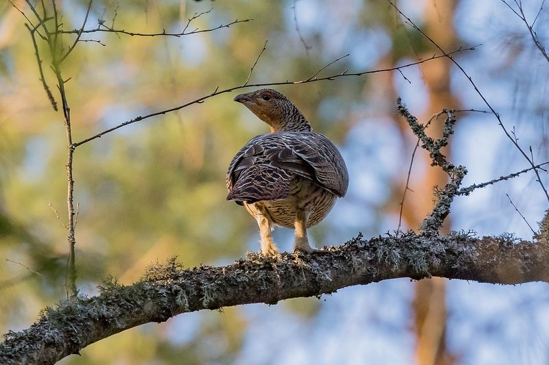 Глухарка фото превью