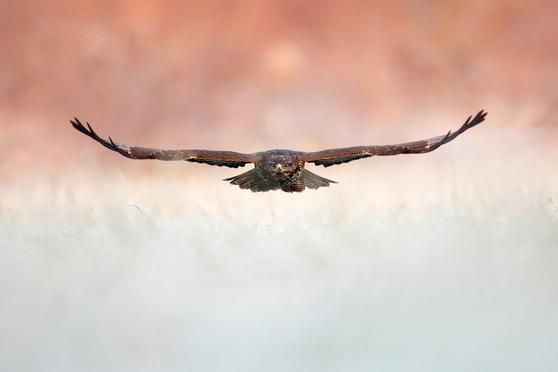 common buzzard фото превью