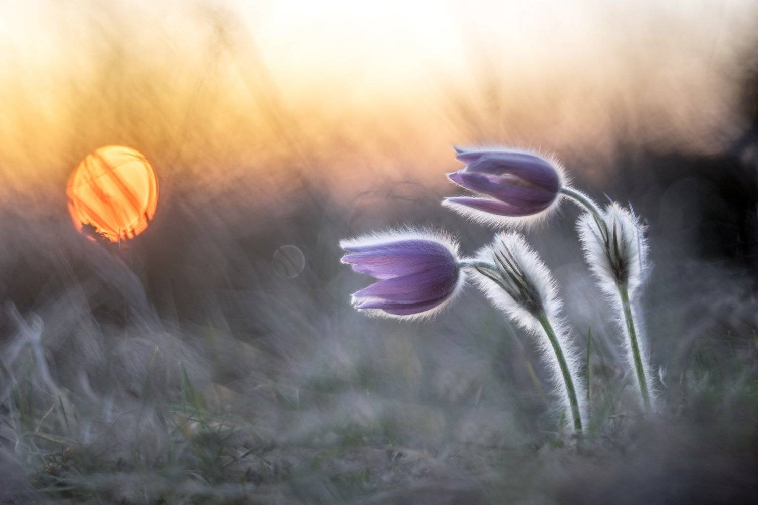 , Petr &Scaron;ed&yacute;