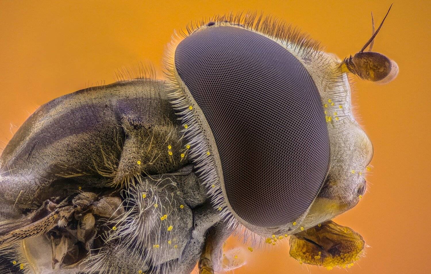 ceclii, macro, extrememacro, Tsvetan Ganev