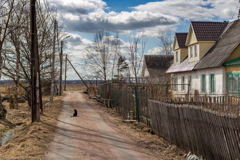 Cat on the Road фото превью