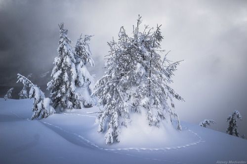 Лассо от лисы