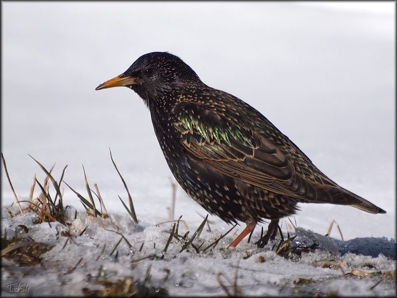 скворец, скворец обыкновенный, sturnus vulgaris, птицы, природа, москва, московская область Скворцы фото превью