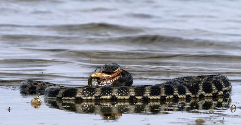 Водяной уж с добычей фото превью