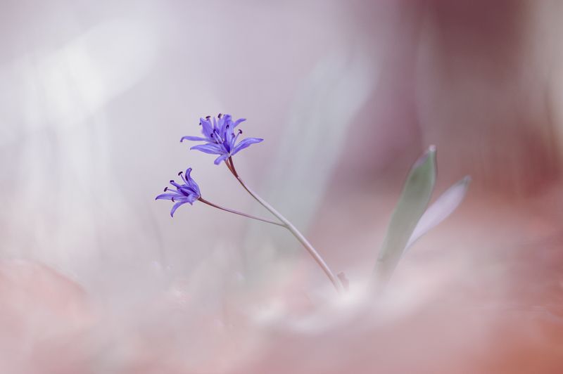 Невесомый нежности полет... фото превью