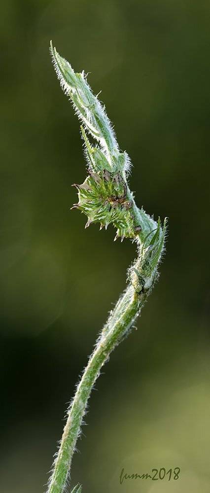 , Игорь ФУММ