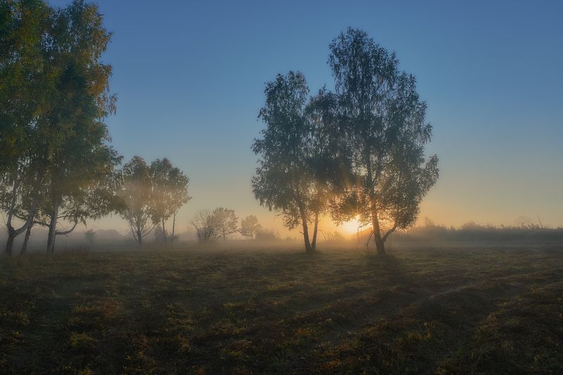 восход солнца, туман,скошенная трава,берёзы,лучи солнца Про туман и солнце... фото превью